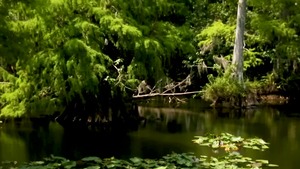 The Everglades - Vadim dark, Luis Rubi American Sex